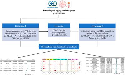 Insights into preeclampsia: a bioinformatics approach to deciphering genetic and immune contributions